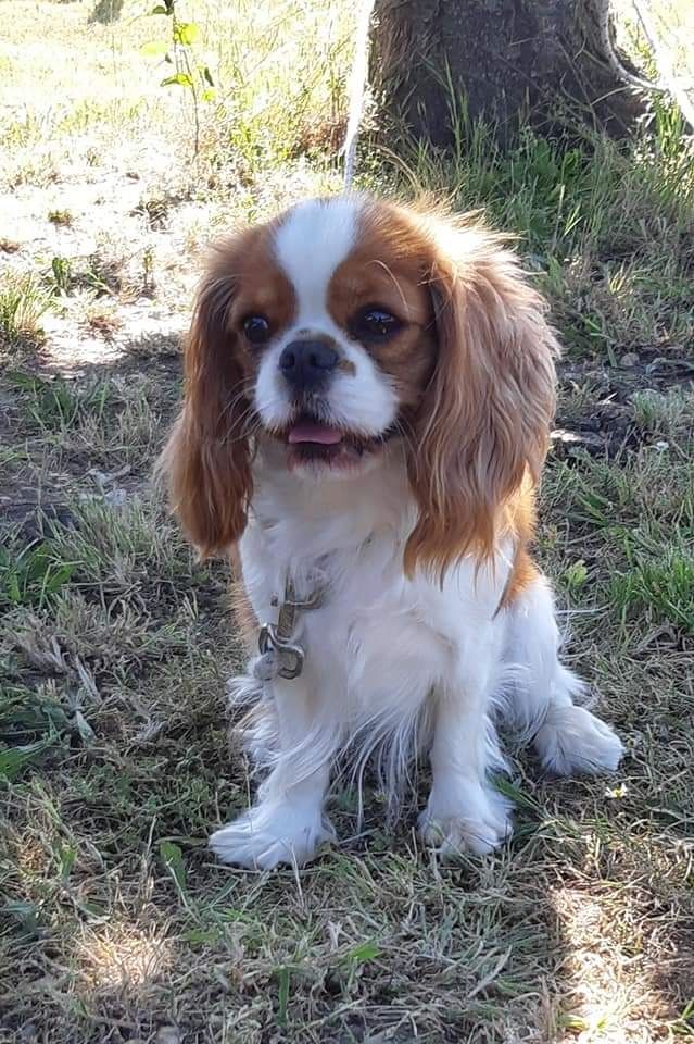 Les Cavalier King Charles Spaniel de l'affixe Of The Magical Story