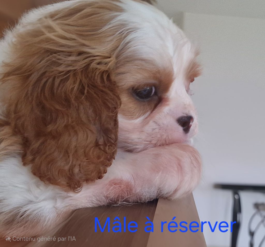 Of The Magical Story - Chiot disponible  - Cavalier King Charles Spaniel