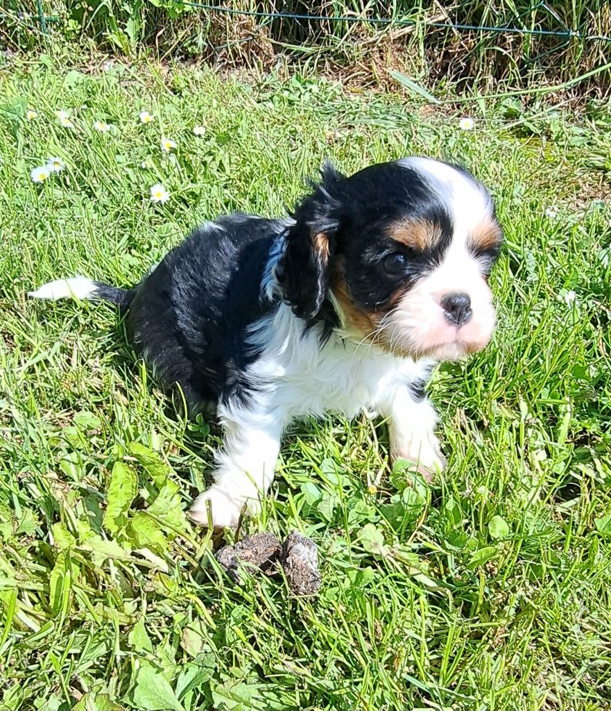 Of The Magical Story - Cavalier King Charles Spaniel - Portée née le 01/04/2024